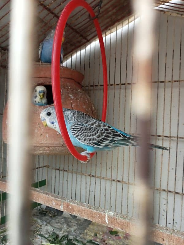 Australian perrot 5