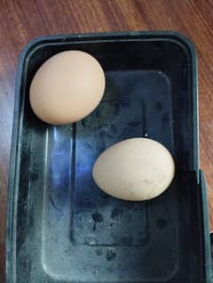 Brahma and Golden Puff Fertile Eggs