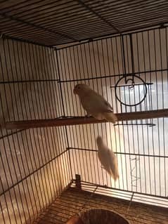 albino split eno full breeder pair with eggs black eye