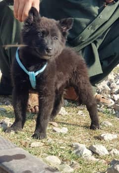 Black Sheep for female puppy for sale