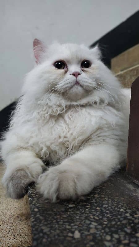 Persian male cat 2