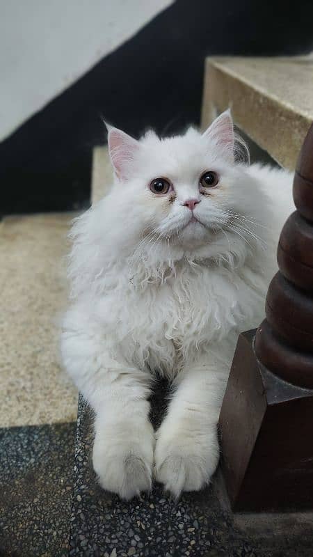 Persian male cat 3