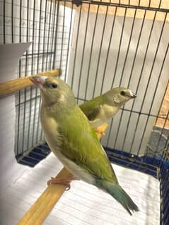 Lady Gouldian finch pair green split blue possible