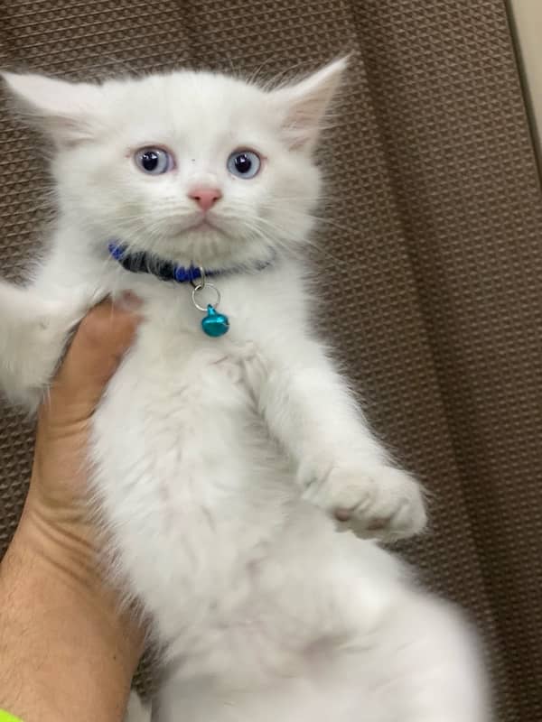 bule eyes long hair persian kitten for sale 1