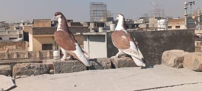 fancy pigeons for sale