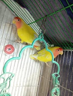 Lovebird