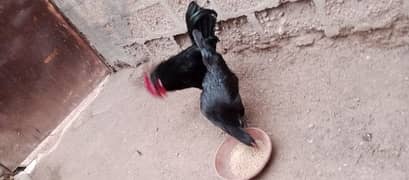 Australorp hens age 6 months