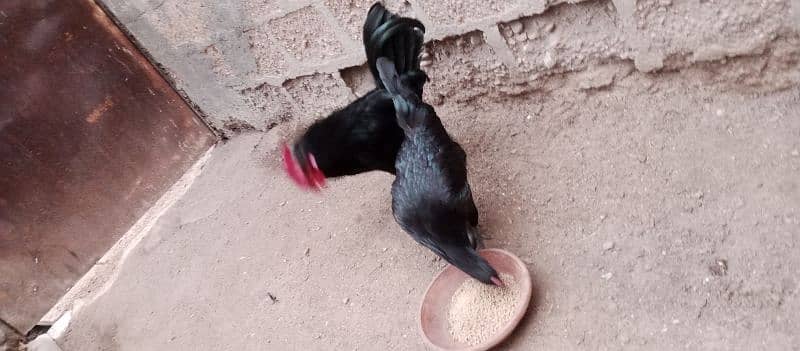 Australorp hens age 6 months 0