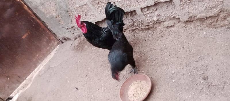 Australorp hens age 6 months 1