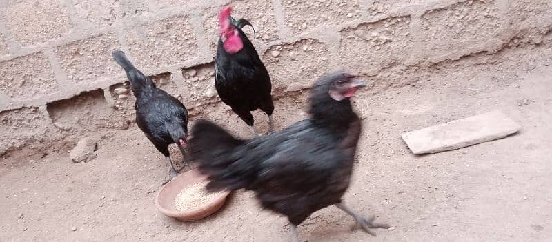 Australorp hens age 6 months 2