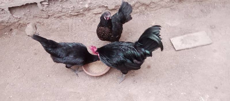 Australorp hens age 6 months 3