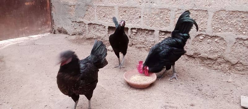 Australorp hens age 6 months 4