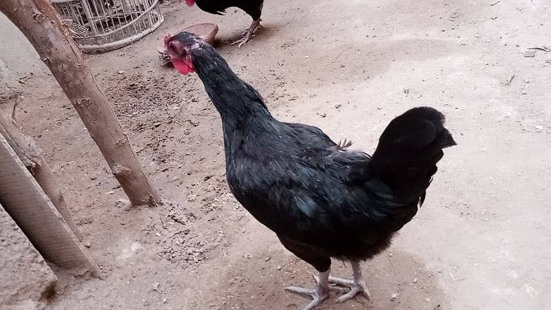 Australorp hens age 6 months 5