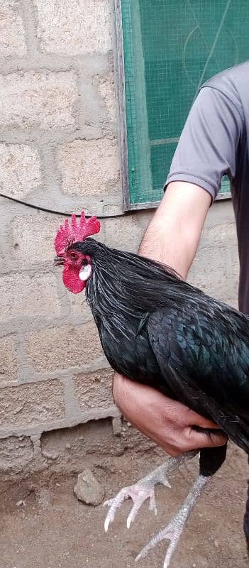 Australorp hens age 6 months 6