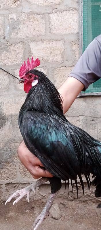 Australorp hens age 6 months 7