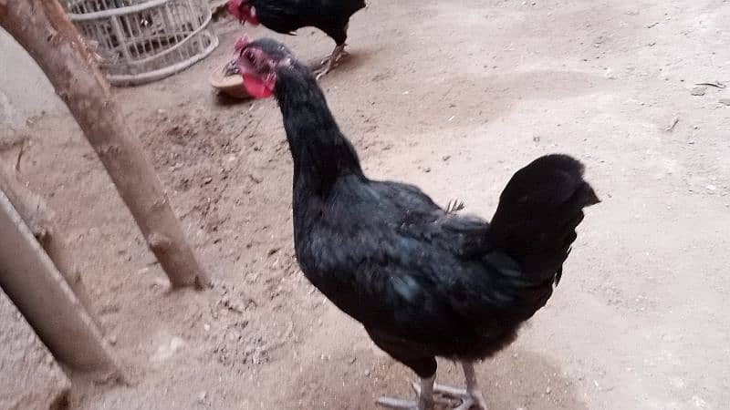 Australorp hens age 6 months 8