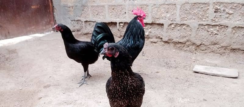 Australorp hens age 6 months 9