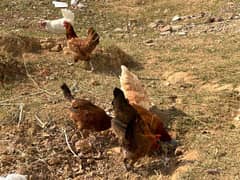 Golden Misri Egg laying hens