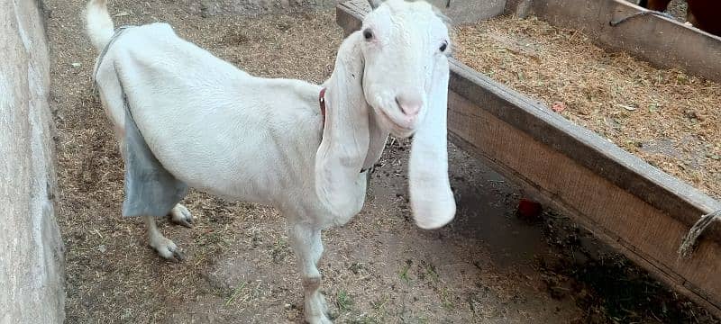 golabi bakri for sell Whatsapp 03226350143 1