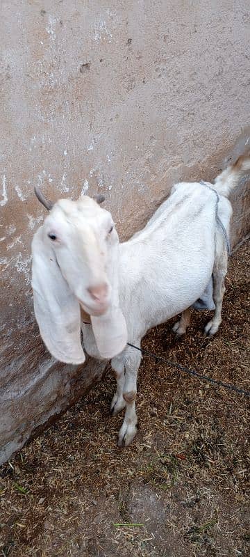 golabi bakri for sell Whatsapp 03226350143 2