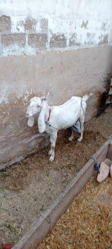 golabi bakri for sell Whatsapp 03226350143 4