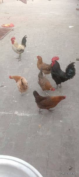 6 female hens and 2 male hens 11 mounths 0