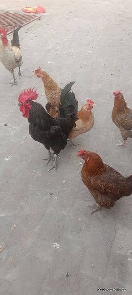 6 female hens and 2 male hens 11 mounths 1