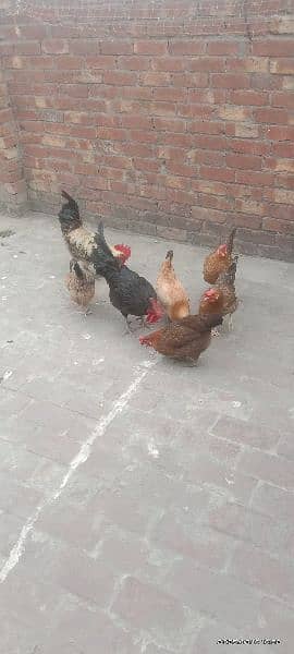 6 female hens and 2 male hens 11 mounths 5