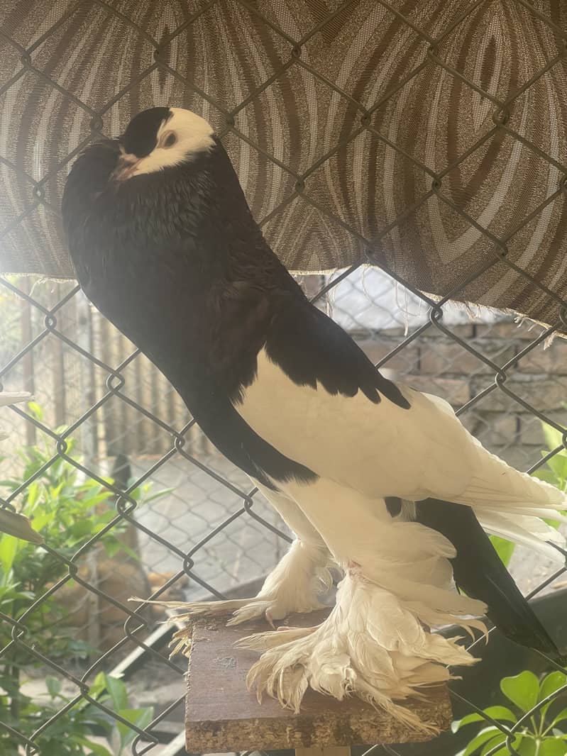 Breeder Magpie Pouter for sale 1