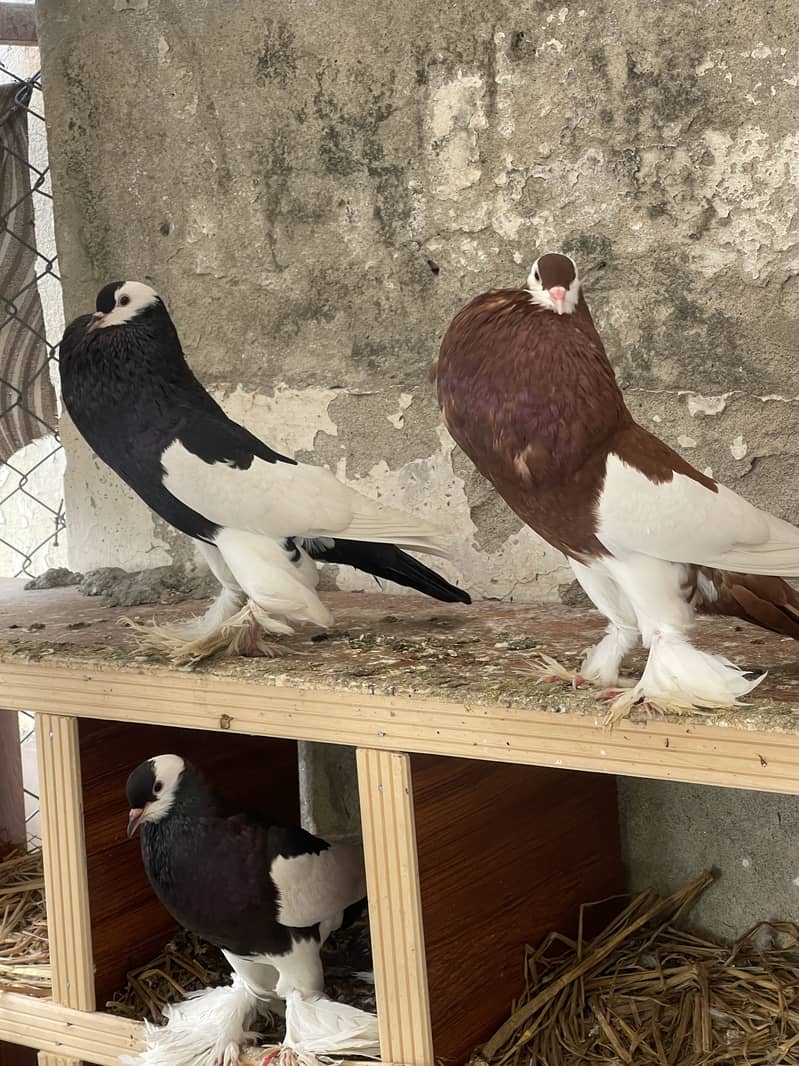 Breeder Magpie Pouter for sale 2