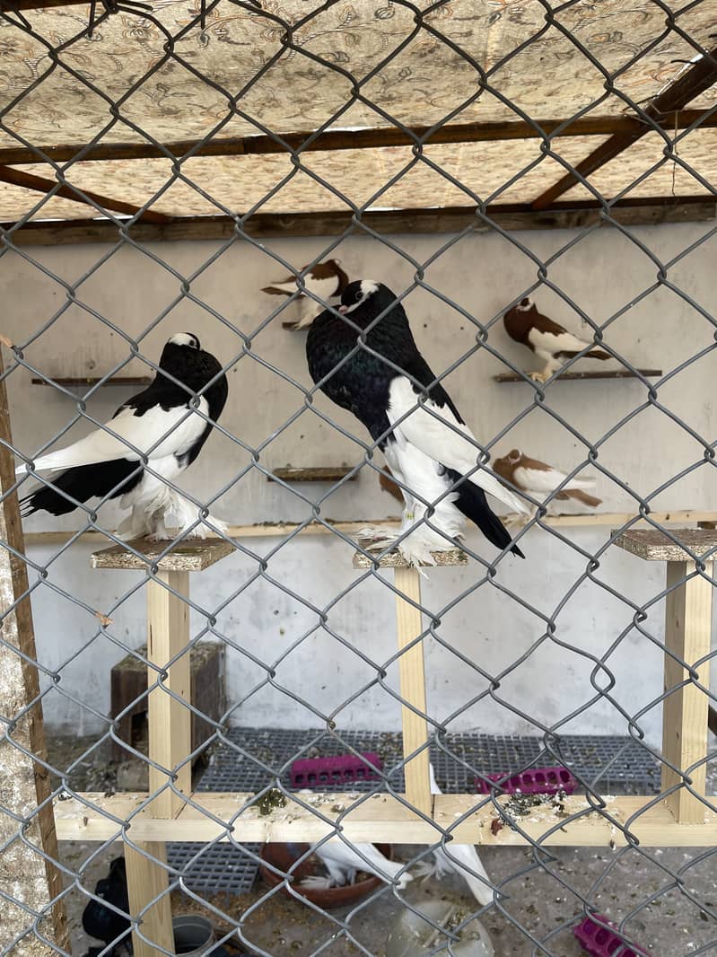 Breeder Magpie Pouter for sale 4