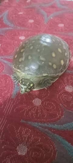 Indian flap shell turtle