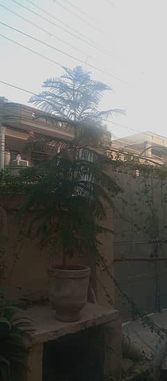 Araucaria plant for sale