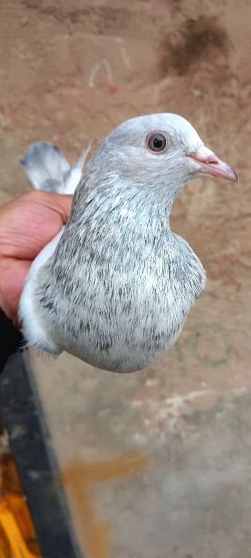 saleti kamger pure pigeon kabootar 2