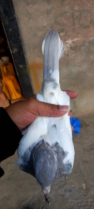 saleti kamger pure pigeon kabootar 7