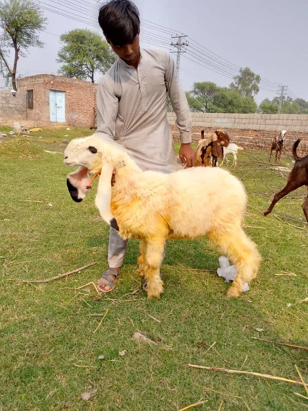 goats | bakri | breeder bakra |desi bakri |all breeds available| Kajla 6