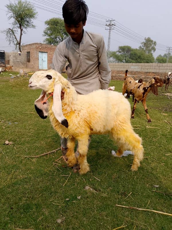 goats | bakri | breeder bakra |desi bakri |all breeds available| Kajla 8