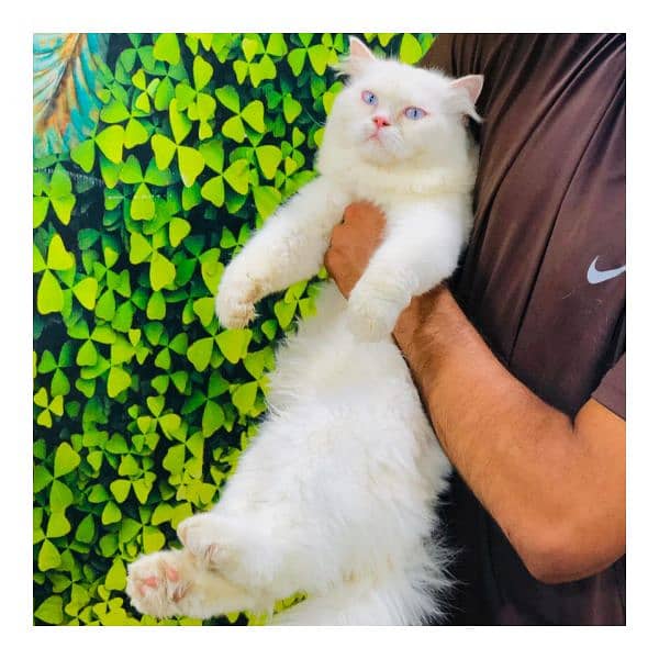 Persian triple coated punch face kitten available for sale 17