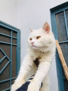 Persian Cat