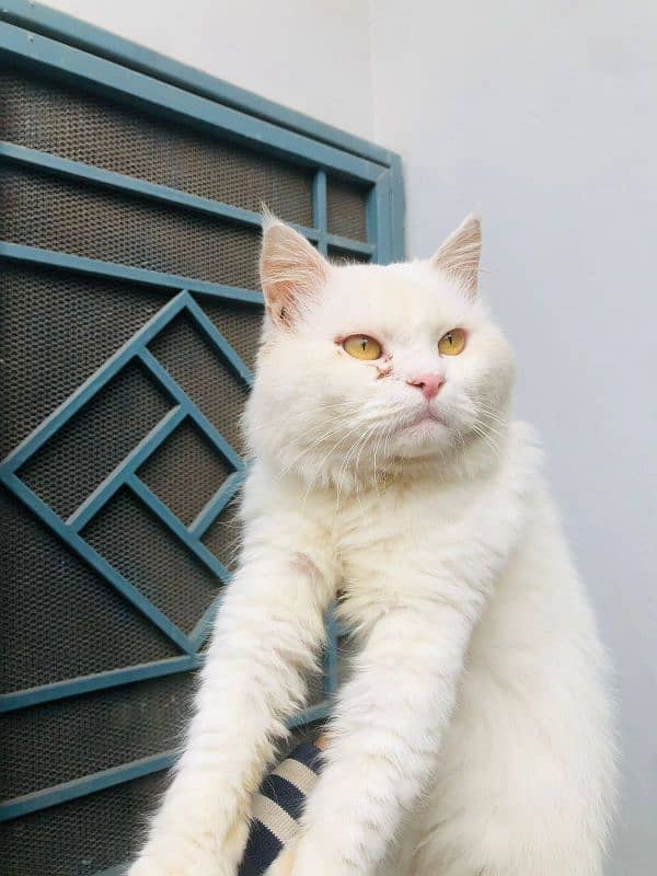 Persian Cat 2