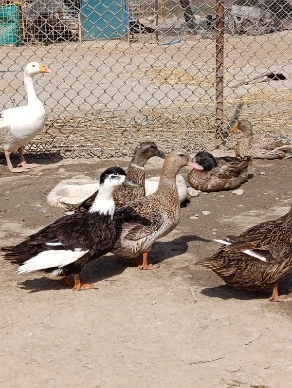 Ducks, khaki cambel, chiks, Ducklings 1