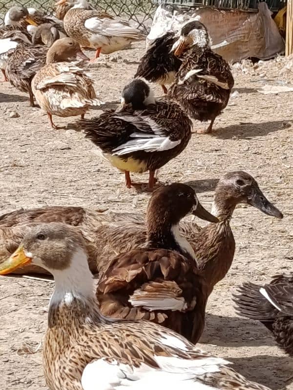 Ducks, khaki cambel, chiks, Ducklings 2