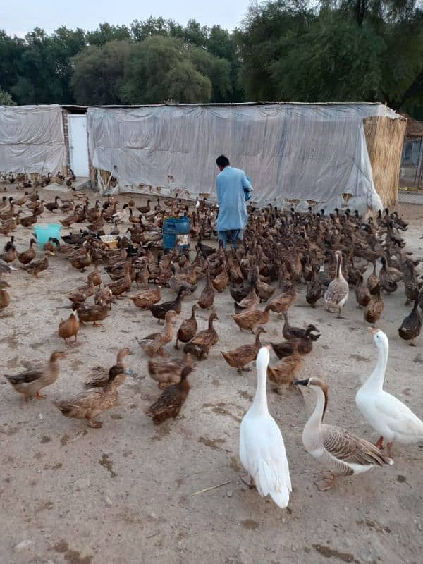 Ducks, khaki cambel, chiks, Ducklings 4