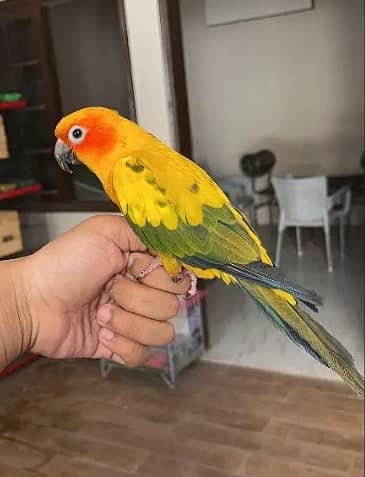 Sun conure talking tamed parrot with DNA 1