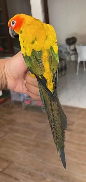 Sun conure talking tamed parrot with DNA 2