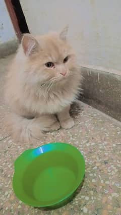 persian cat for sale in Rs. 10'000