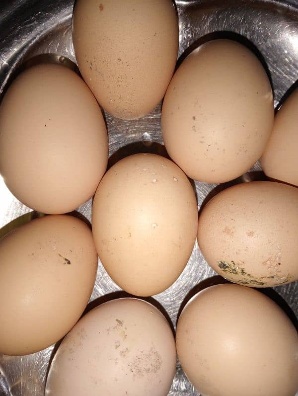 Plymouth Fertile Eggs 0