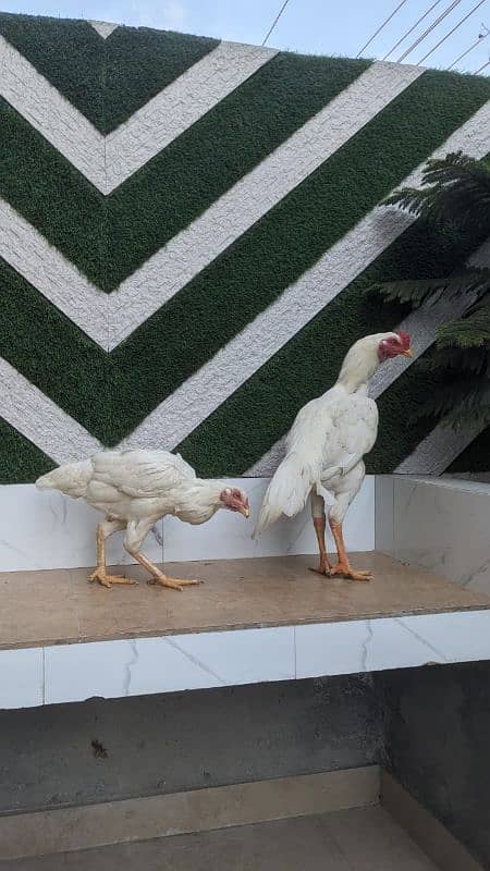 All setup for sale urgently | Heera aseel | Lasani | hens | cage 0