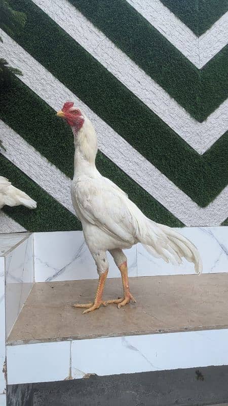 All setup for sale urgently | Heera aseel | Lasani | hens | cage 1