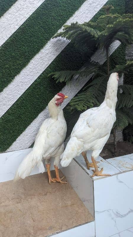 All setup for sale urgently | Heera aseel | Lasani | hens | cage 2